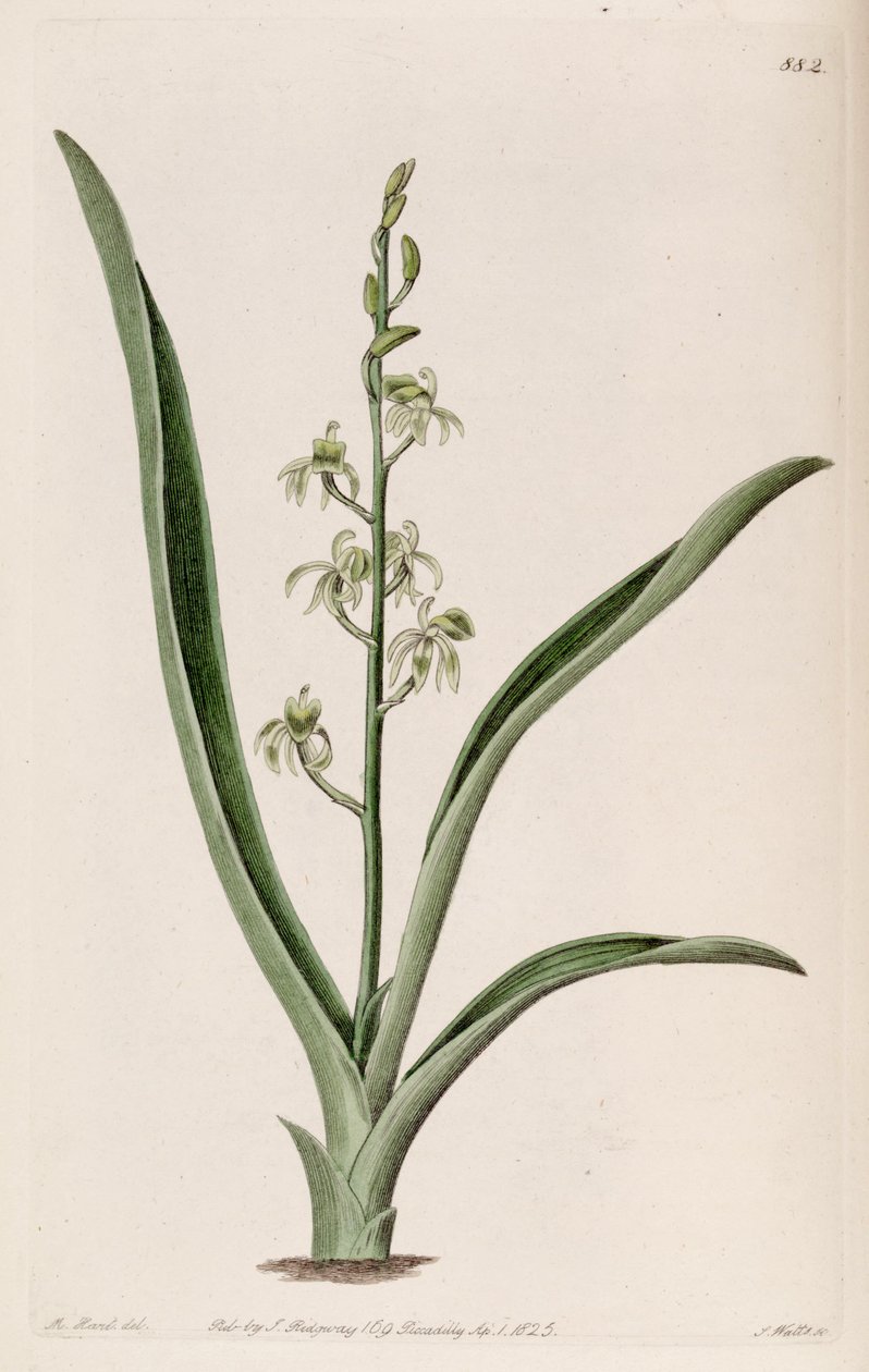 Illustrasjon av Liparis reflexa (som syn. Liparis foliosa) av M. Hart