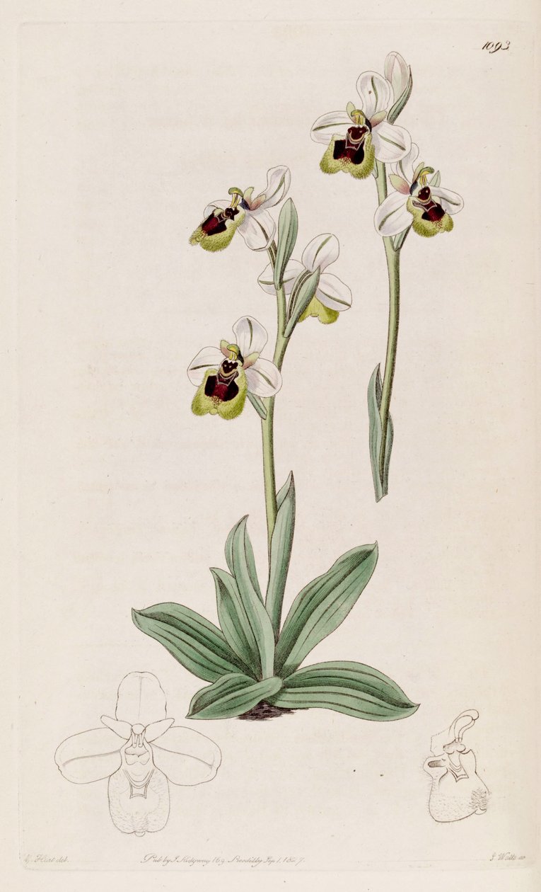 Illustrasjon av Ophrys tenthredinifera av M. Hart