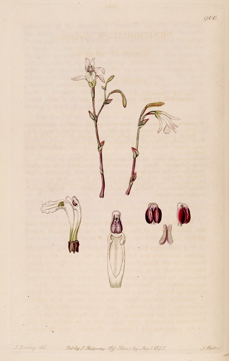 Illustrasjon av Pogonia ophioglossoides (som syn. Pogonia pendula) av M. Hart