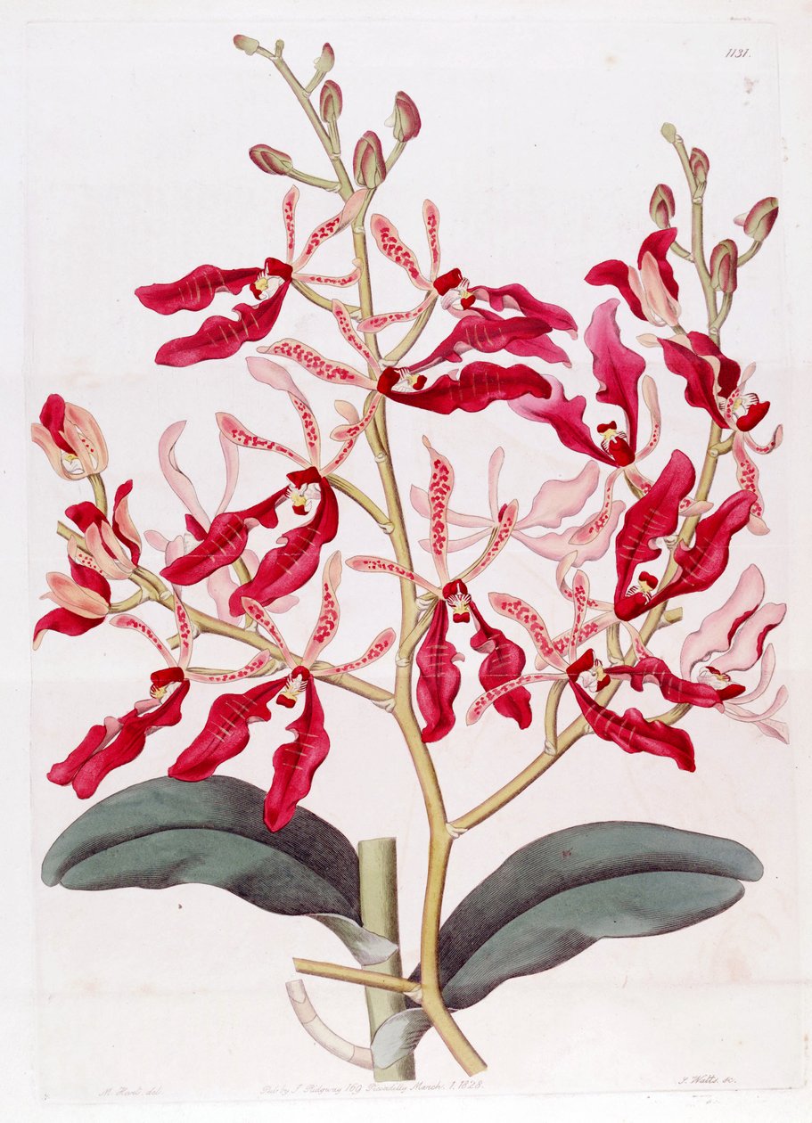 Illustrasjon av Renanthera coccinea av M. Hart