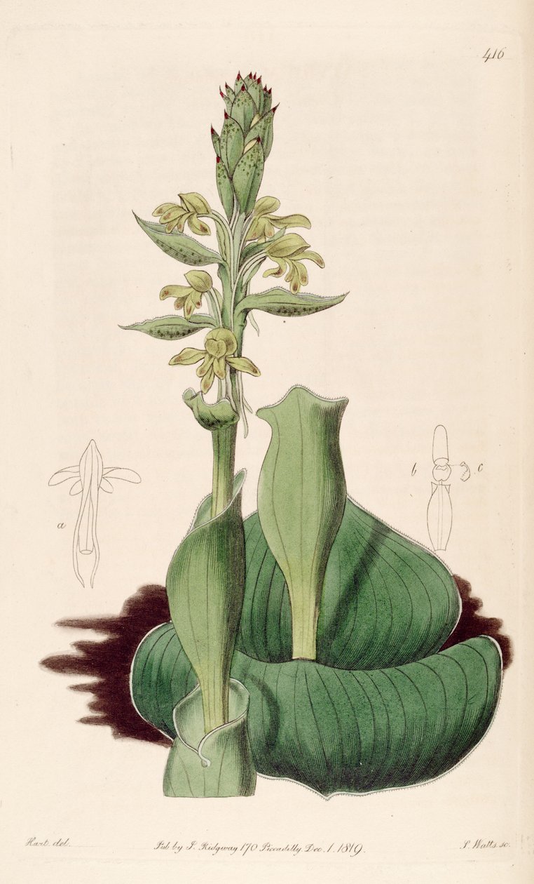 Illustrasjon av Satyrium bicorne (som syn. Satyrium cucullatum) av M. Hart
