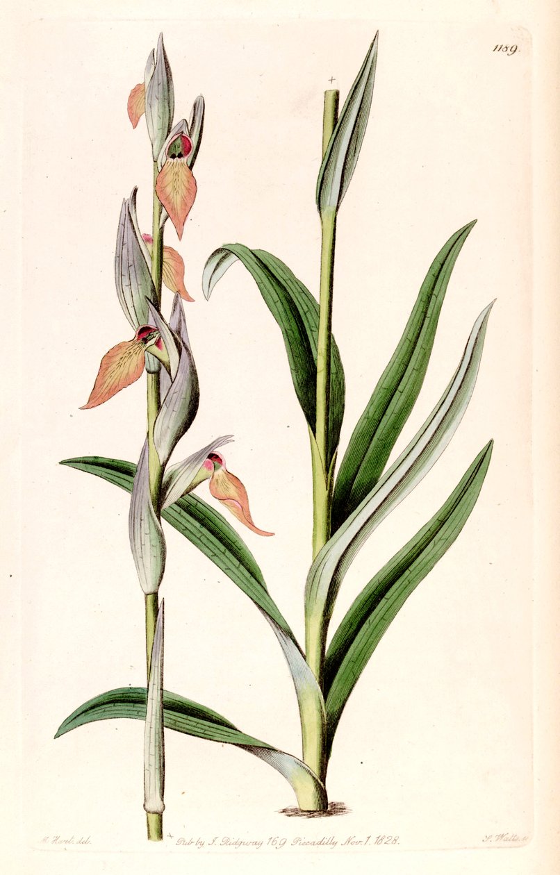 Illustrasjon av Serapias cordigera av M. Hart