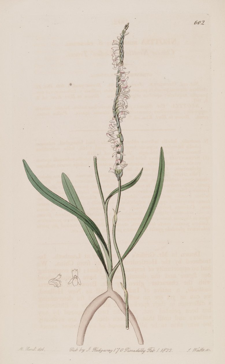 Illustrasjon av Spiranthes sinensis (som syn. Neottia australis) av M. Hart