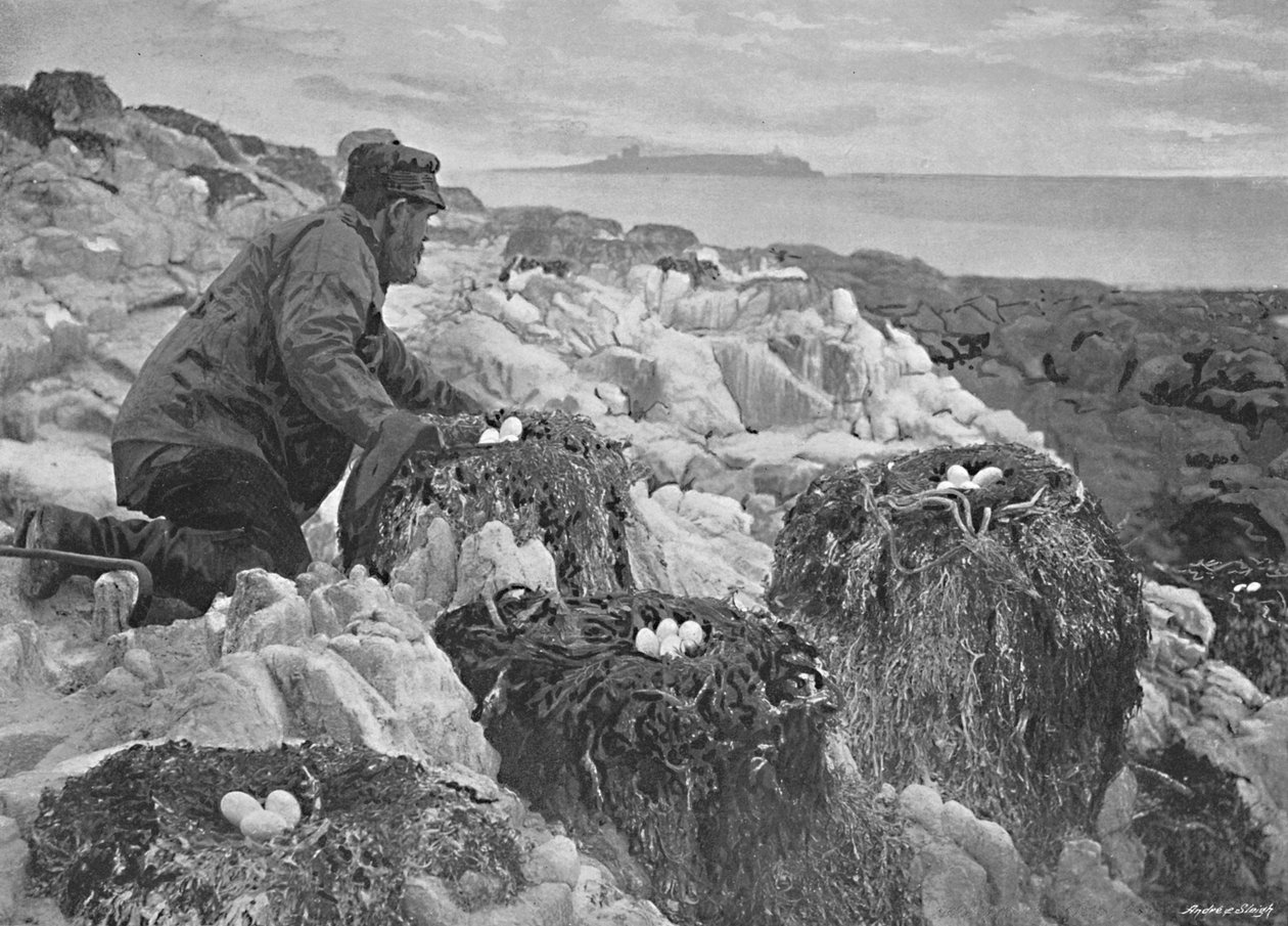 Cormorants Nests, Farne Islands, c1896 av M. Aunty