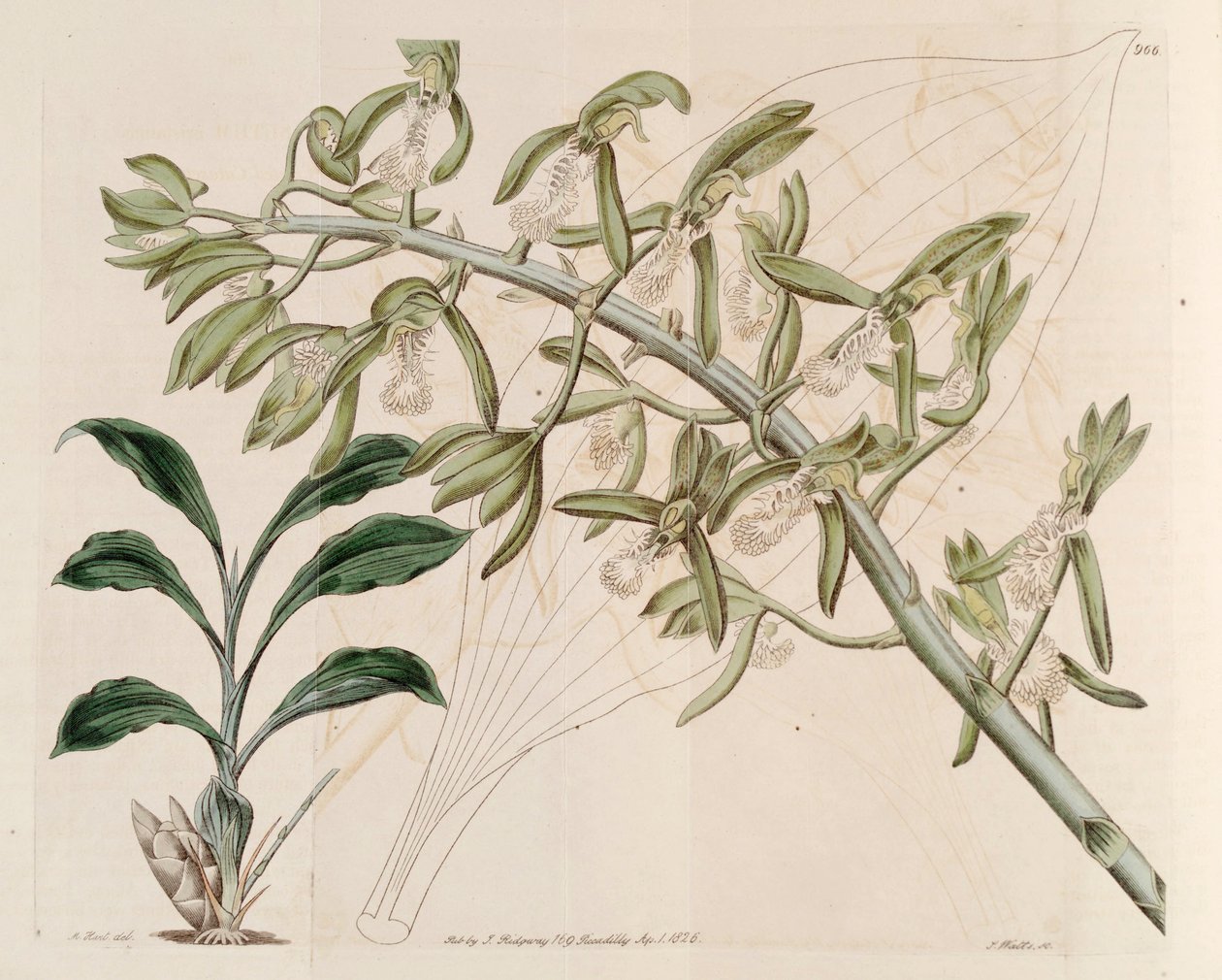 Illustrasjon av Catasetum cristatum av M. Hart