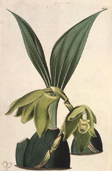 Orchid: Maxillaria ciliaris, av M. Hart (fl.1829), utgitt av I. Ridgway av M. Hart