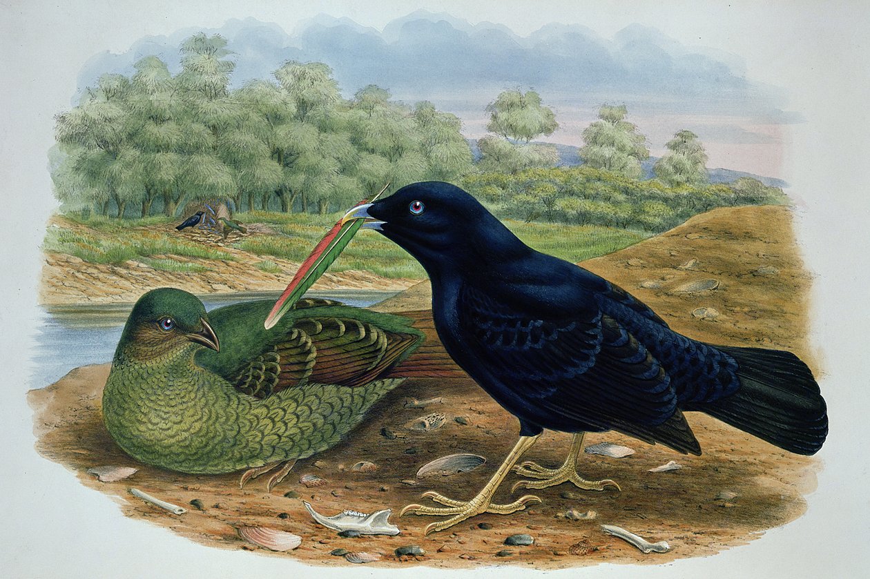 Ptilonorhyncus Violaceus, Satin Bowerbird av M. Hart