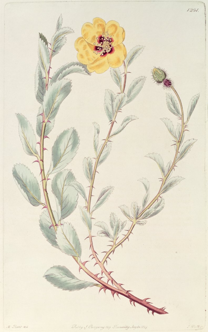 Rose: Persisk fra det botaniske registeret, utgitt 1829 av M. Hart