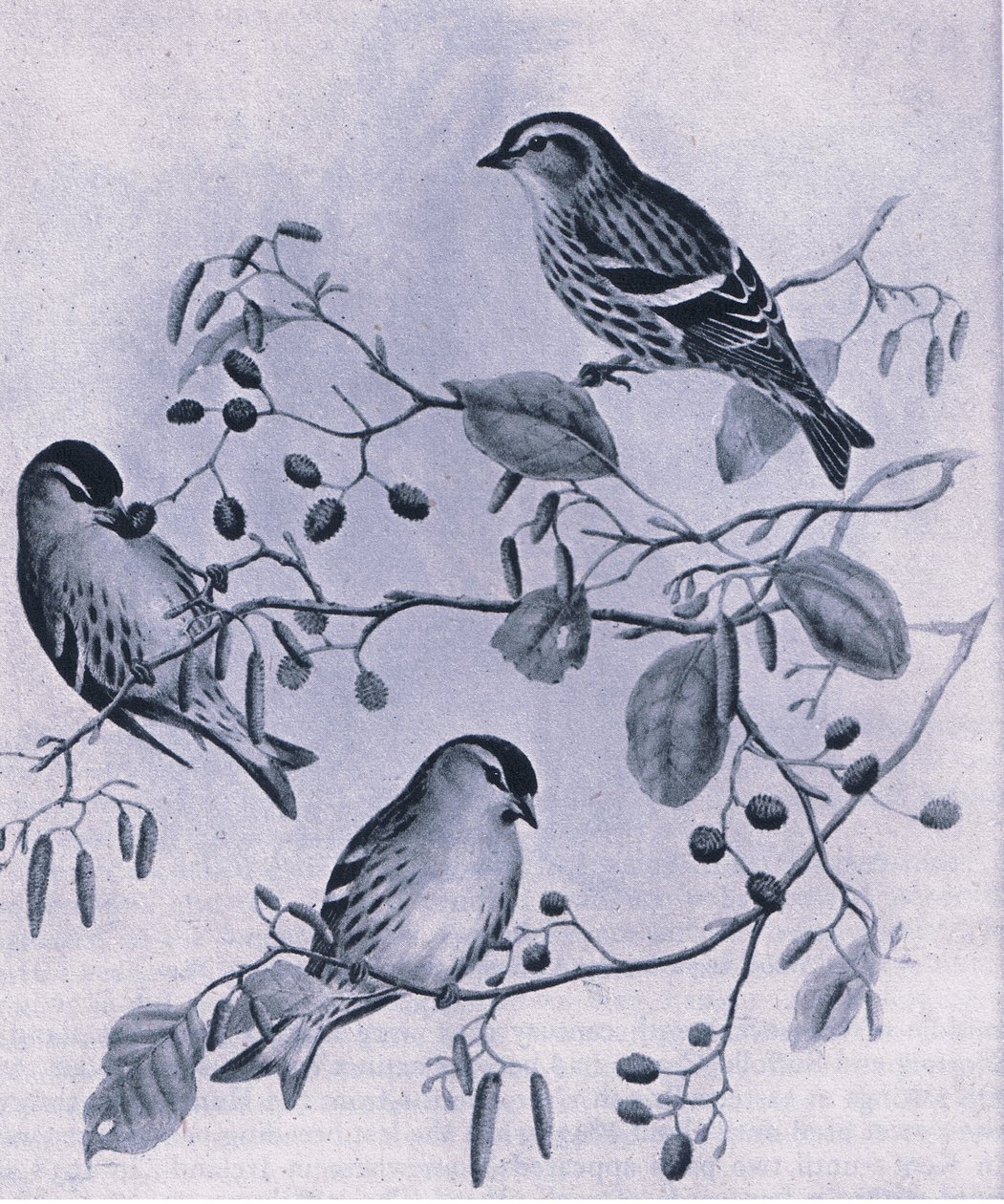 Siskins, Nature in Britain utgitt av Collins, 1946 av M. Hart