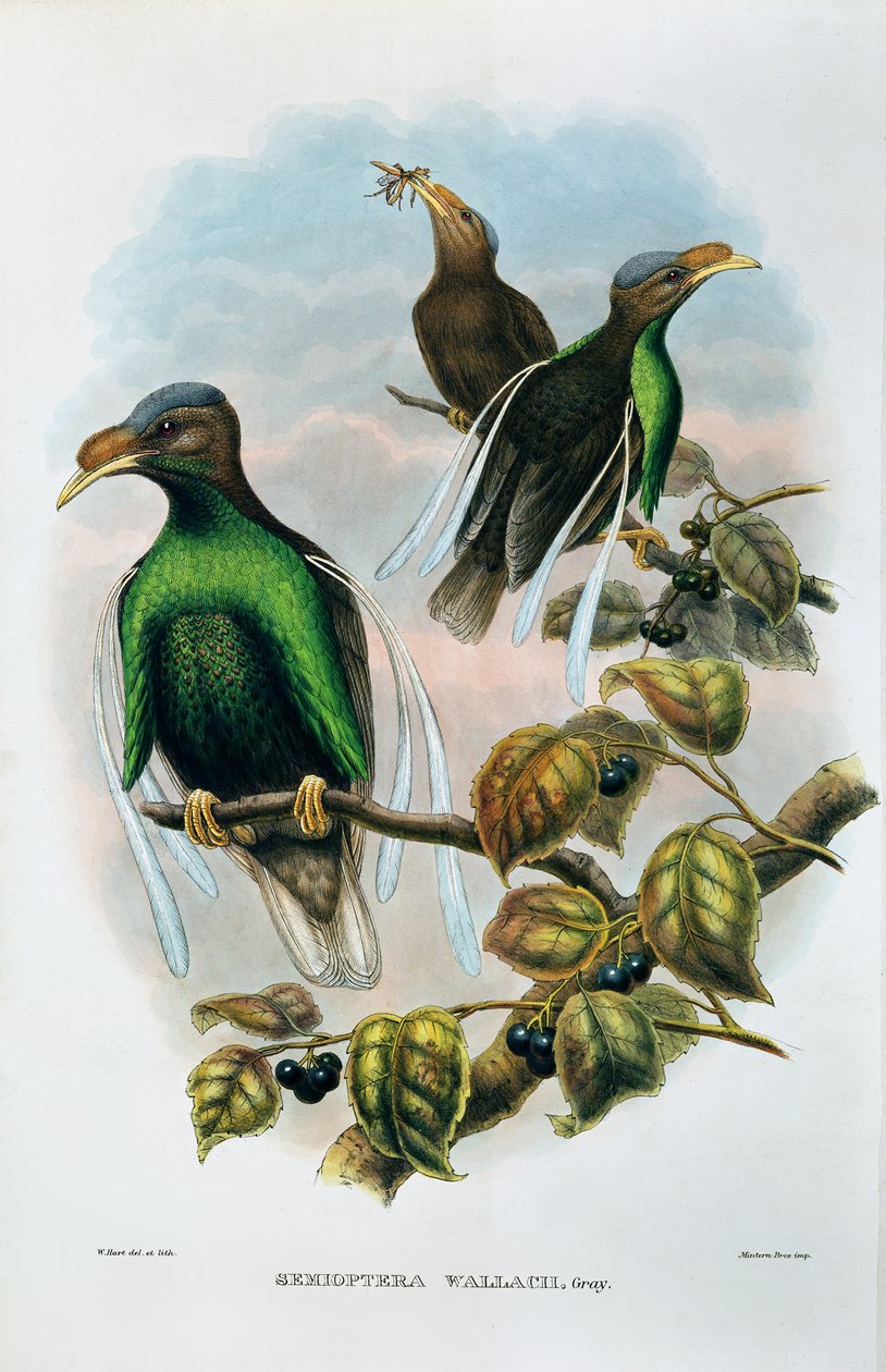 Wallaces Standard Wing Semioptera Wallecei av M. Hart
