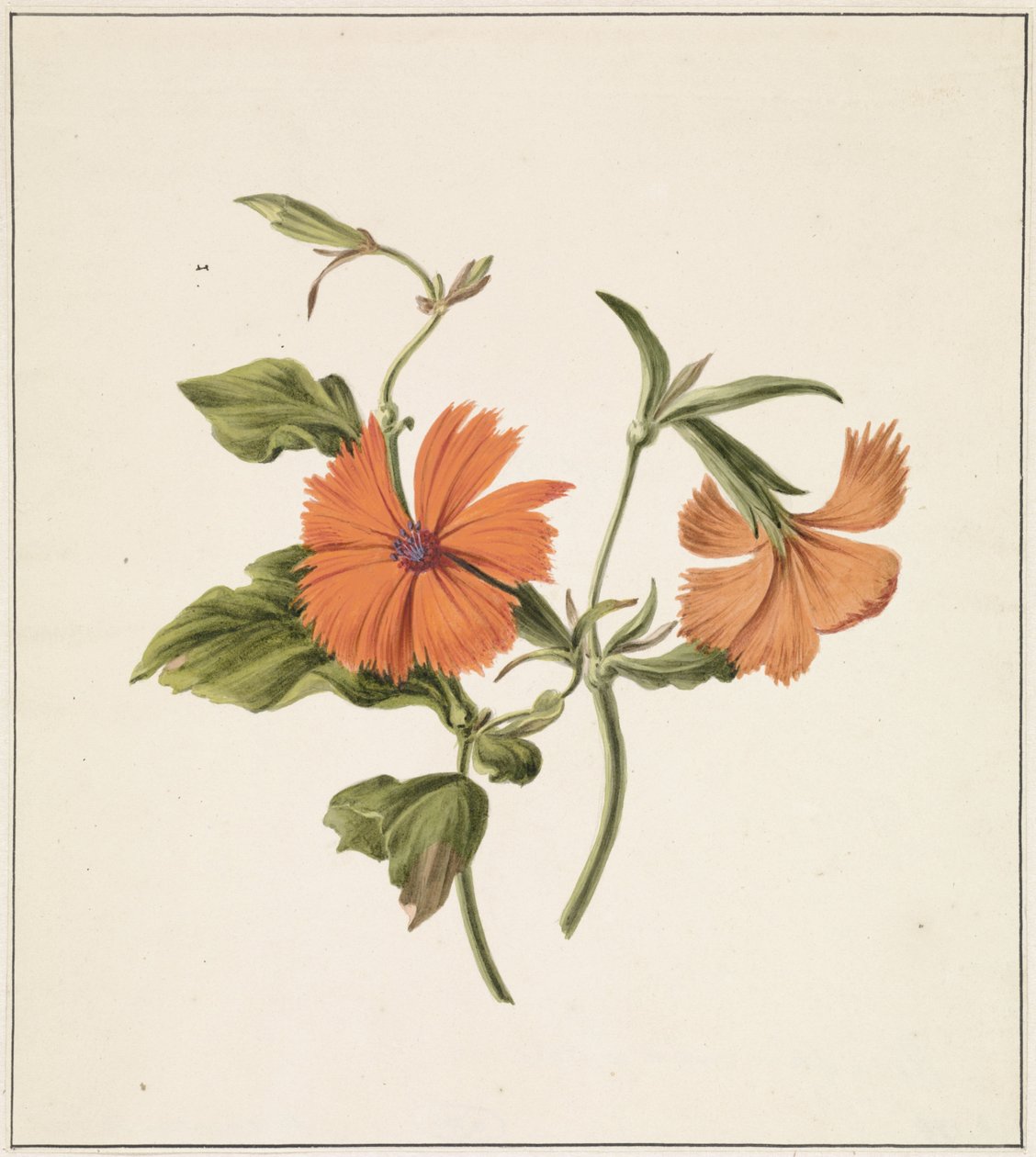Gul kinesisk rose (Rosa Chinensis Lutea) av M. de Gijselaar