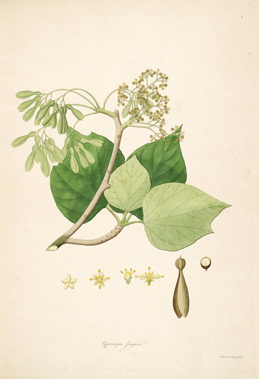 Illustrasjon av Gyrocarpus jacquini (= Gyrocarpus americanus), Hernandiaceae av Mackenzie