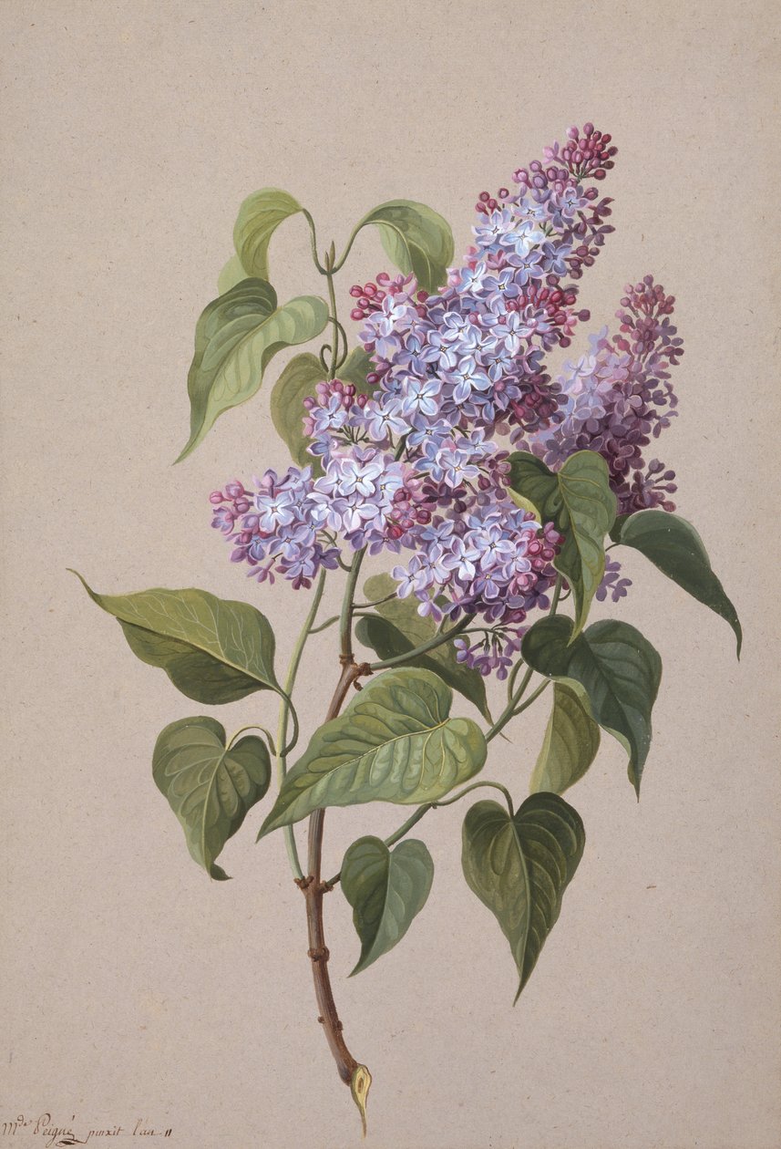 Syrin (svart kritt, akvarell og kroppsfargepapir) av Madame Peigne