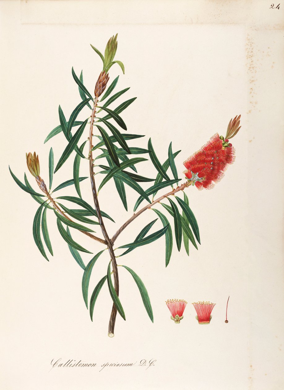 Albany Bottlebrush (Callistemon speciosum DC), Myrtaceae, busk med vedvarende blader, hjemmehørende i Australia, akvarell av Maddalena Lisa Mussino