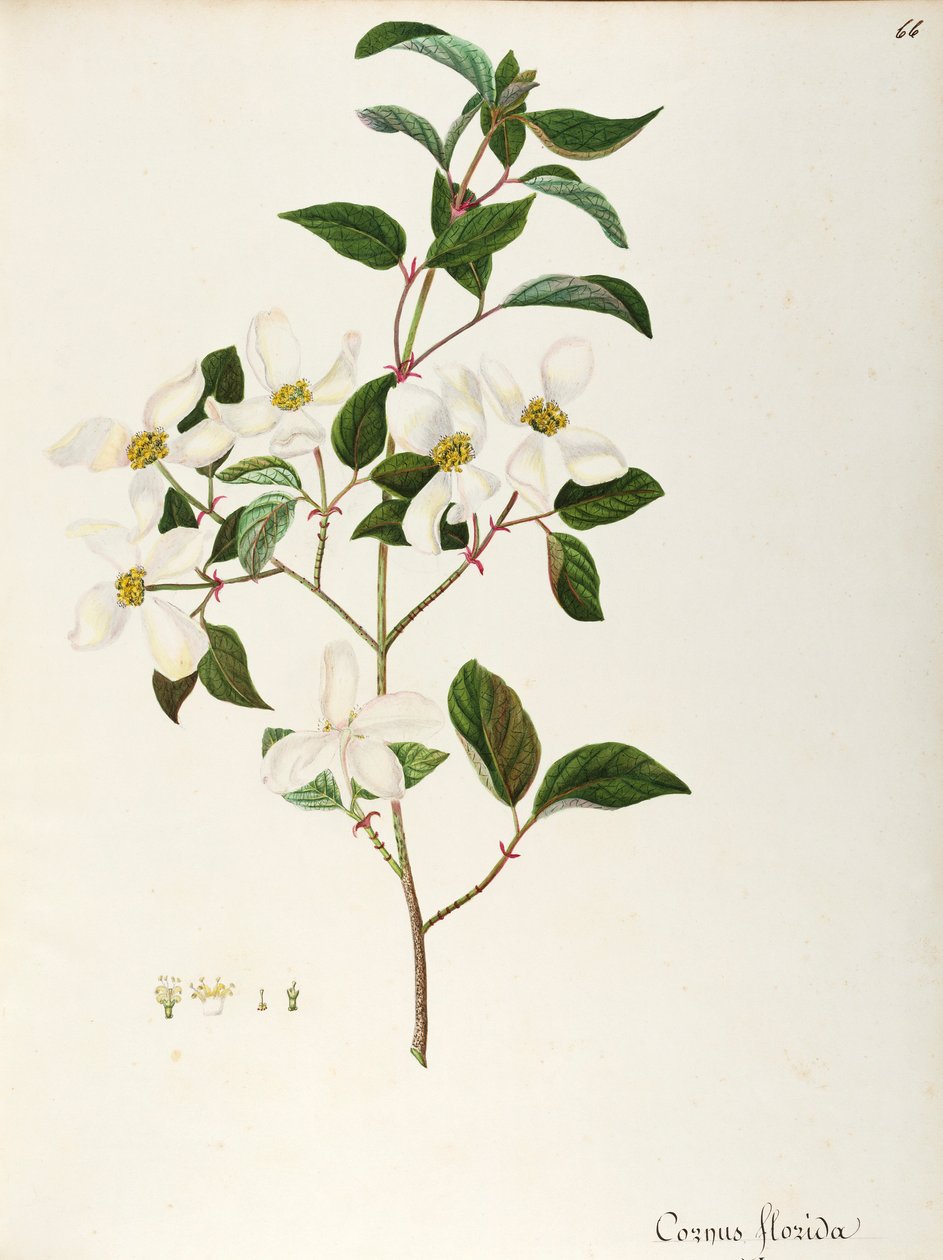 Blomstrende kornel (Cornus florida), Cornaceae, lite tre eller busk hjemmehørende i Nord-Amerika, akvarell av Maddalena Lisa Mussino