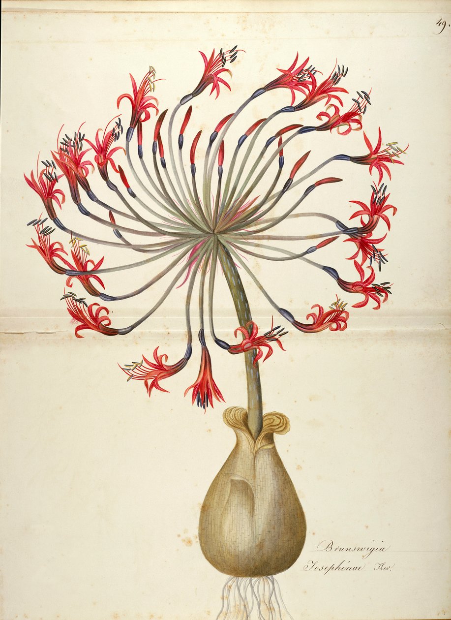 Josephines lilje (Brunsvigia josephinae), Amaryllidaceae av Maddalena Lisa Mussino, akvarell av Maddalena Lisa Mussino