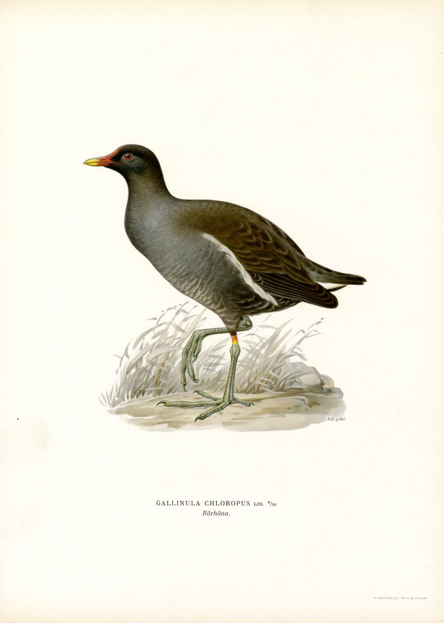 Vanlig mørhøne (farge litho) av Magnus Ferdinand and Wilhelm von Wright