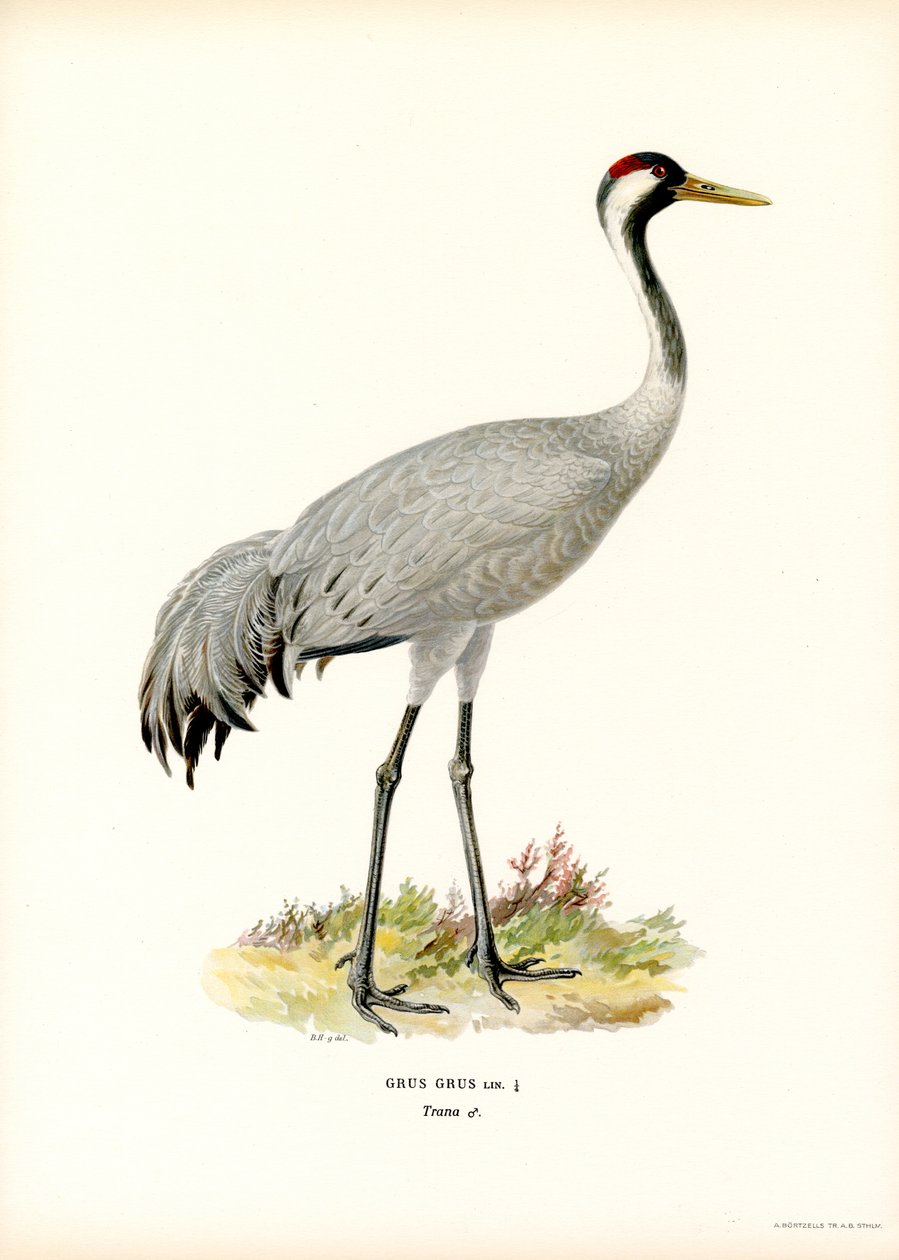 Kran (farge litho) av Magnus Ferdinand and Wilhelm von Wright