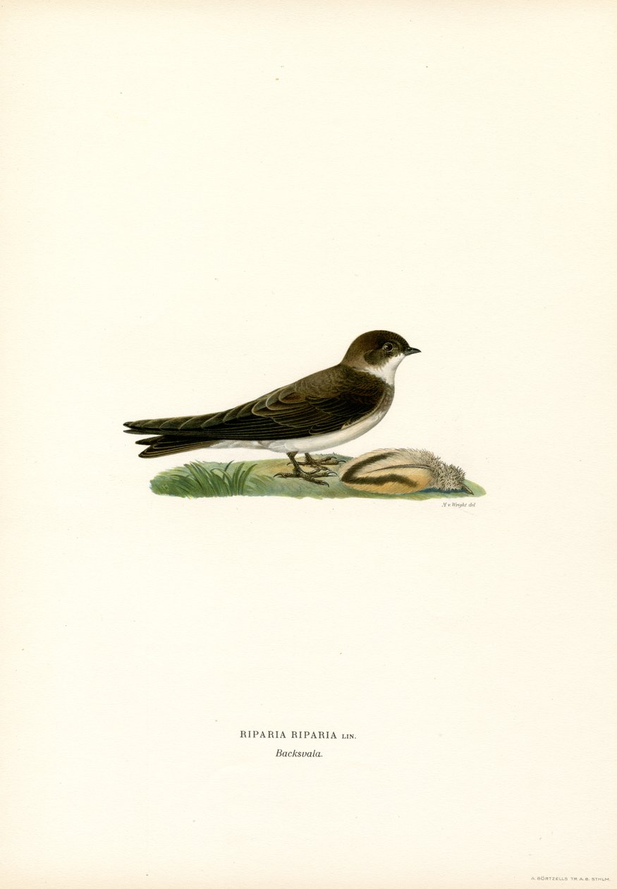 Sand Martin (farge litho) av Magnus Ferdinand and Wilhelm von Wright