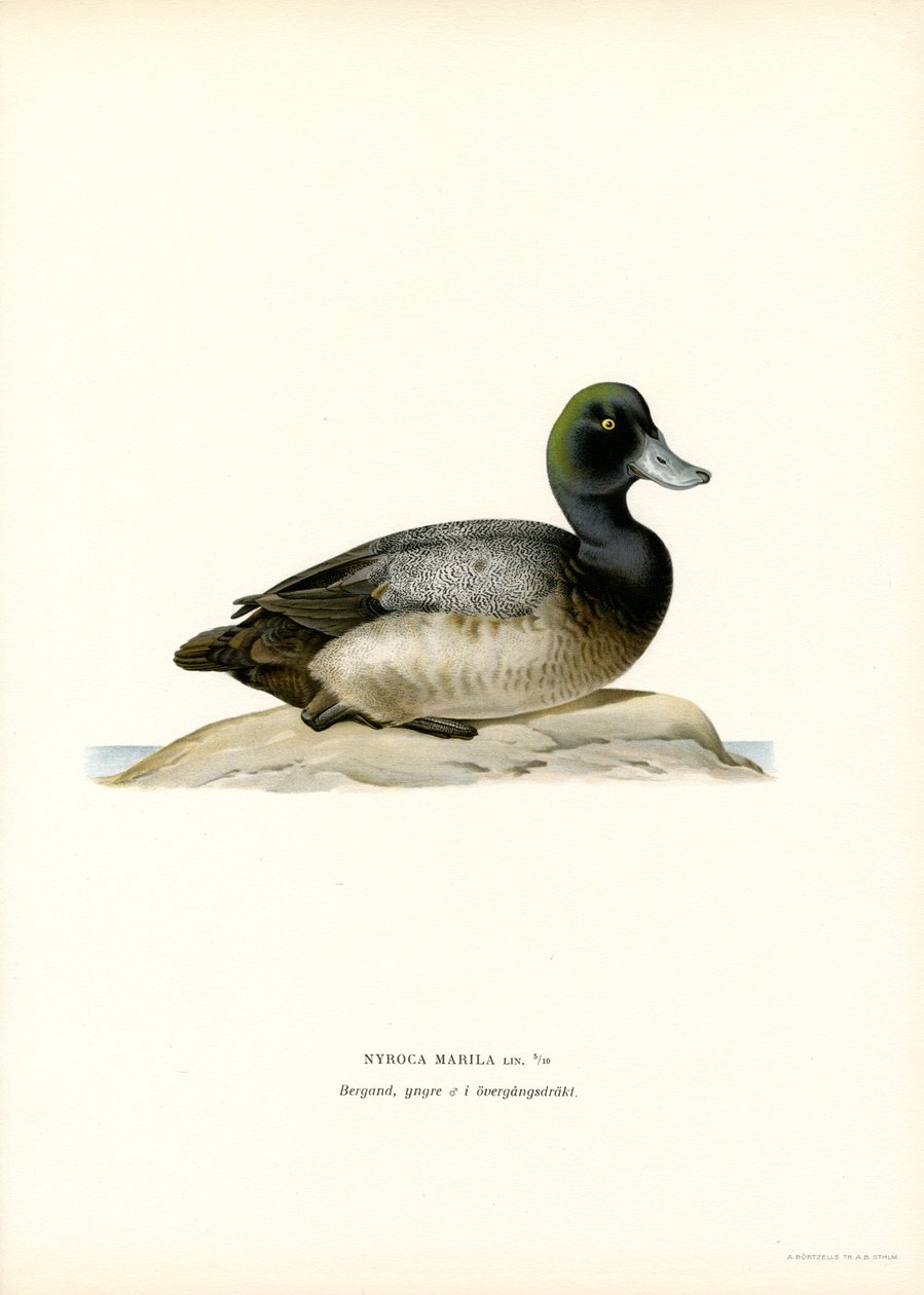 American Scaup Duck (farge litho) av Magnus Ferdinand and Wilhelm von Wright