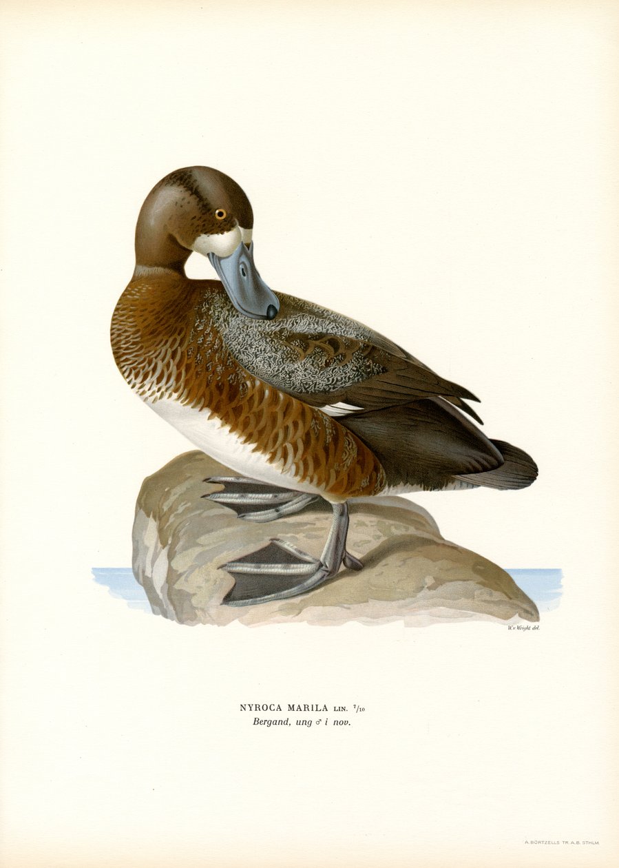 American Scaup Duck (farge litho) av Magnus Ferdinand and Wilhelm von Wright
