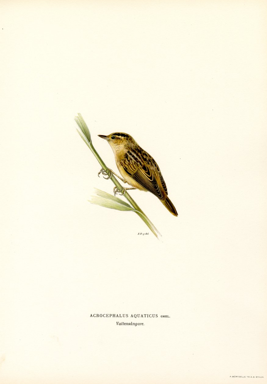 Aquatic Warbler (farge litho) av Magnus Ferdinand and Wilhelm von Wright