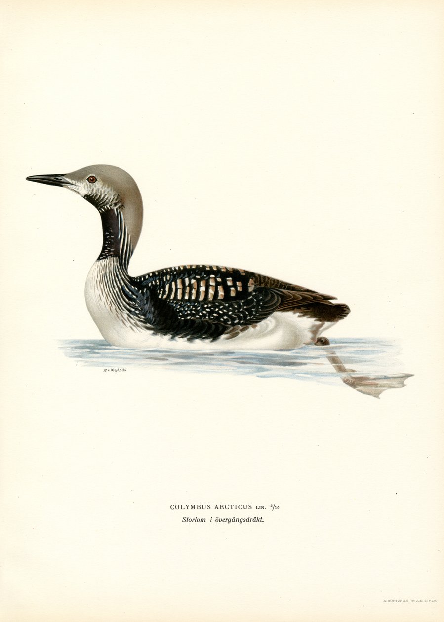 Arctic Loon (farge litho) av Magnus Ferdinand and Wilhelm von Wright