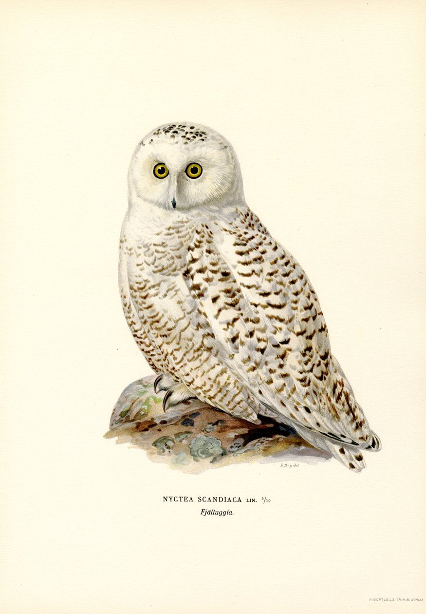 Arctic Owl (farge litho) av Magnus Ferdinand and Wilhelm von Wright