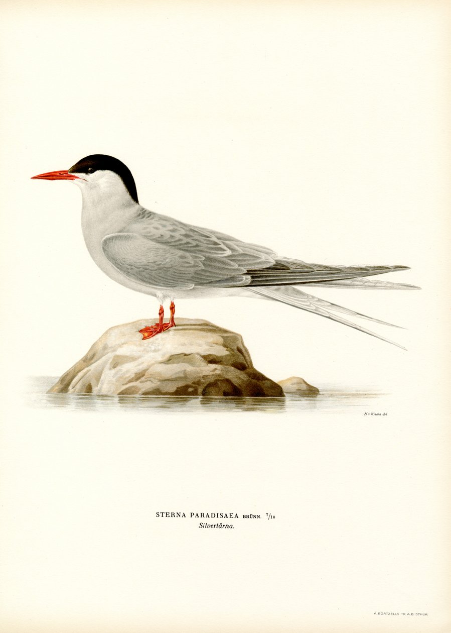 Polartern (farge litho) av Magnus Ferdinand and Wilhelm von Wright