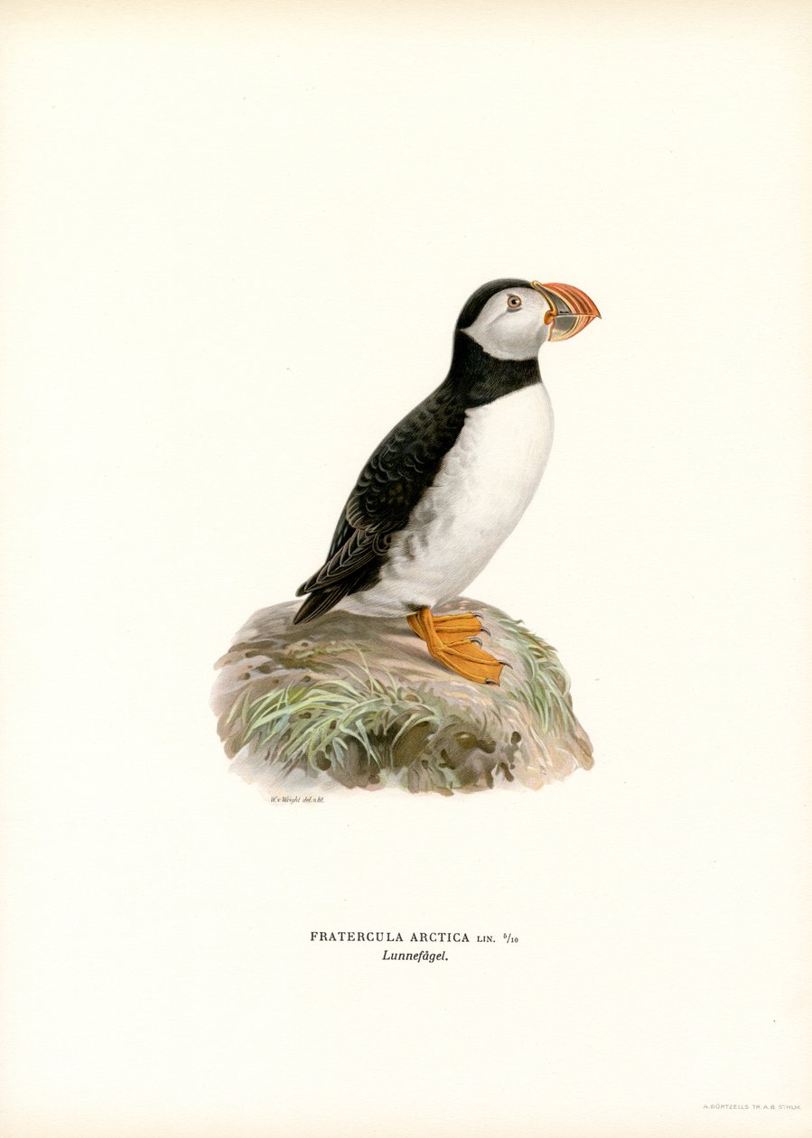 Atlanterhavslunde (farge litho) av Magnus Ferdinand and Wilhelm von Wright