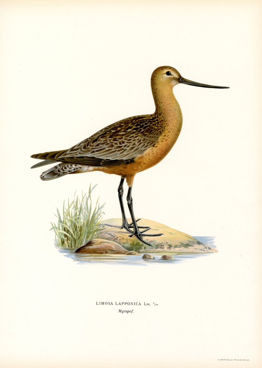 Stanghalespove (farge litho) av Magnus Ferdinand and Wilhelm von Wright