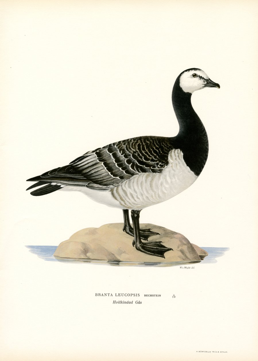 Barnacle Goose (farge litho) av Magnus Ferdinand and Wilhelm von Wright