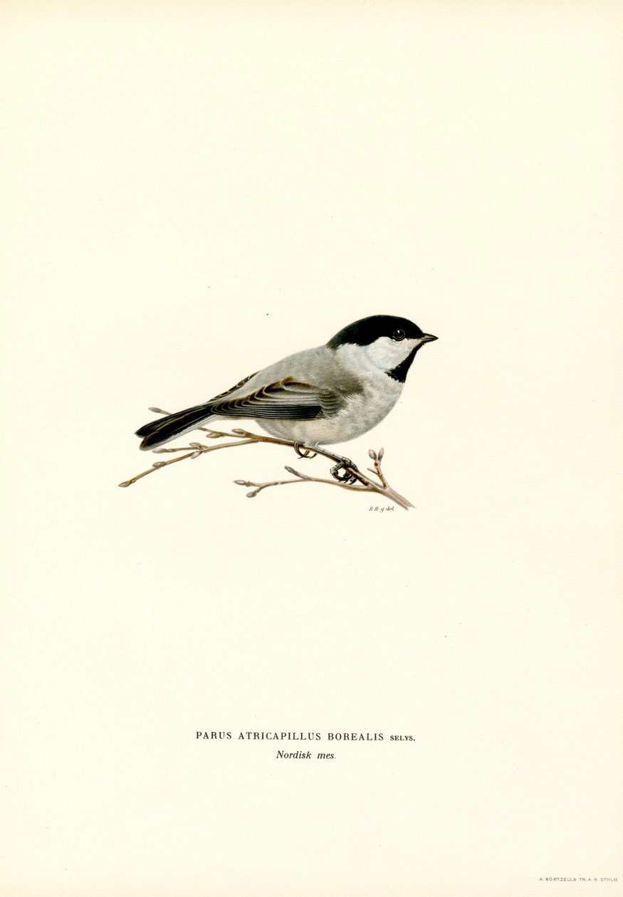 Black-capped Chickadee (farge litho) av Magnus Ferdinand and Wilhelm von Wright