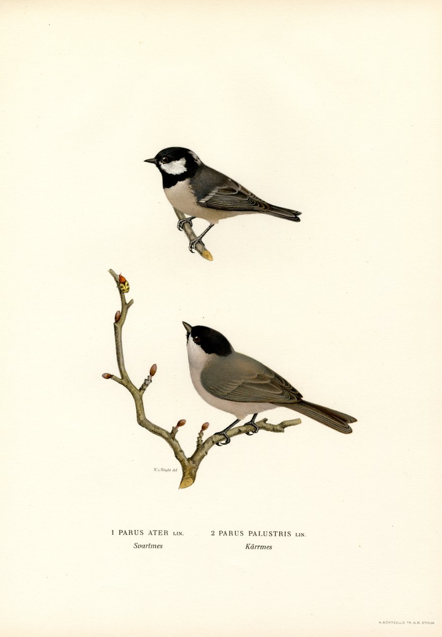 Svartmeisen (farge litho) av Magnus Ferdinand and Wilhelm von Wright