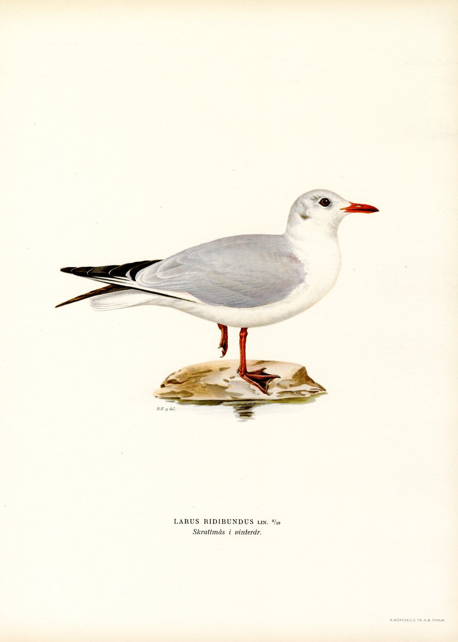Svarthodemåke (farge litho) av Magnus Ferdinand and Wilhelm von Wright