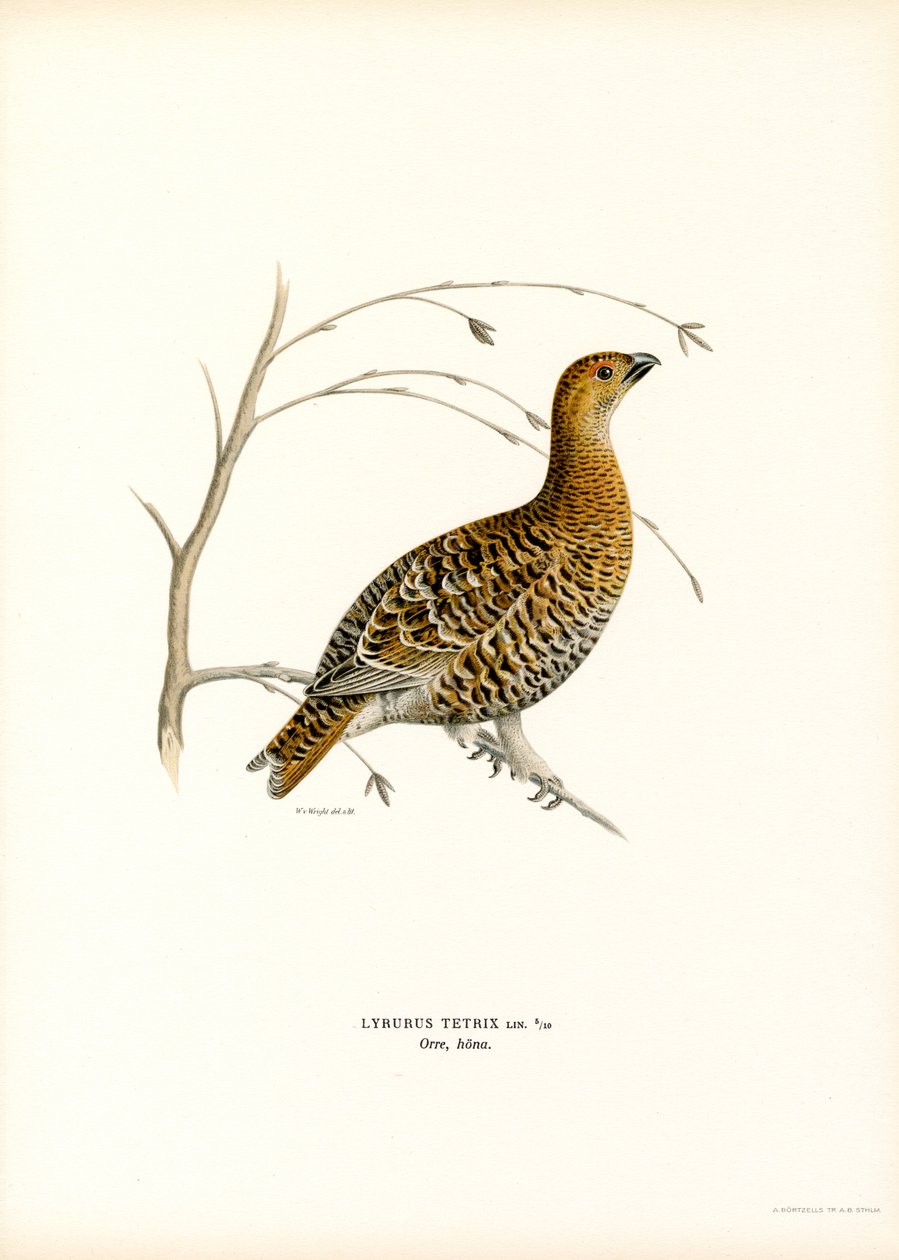 Ryper (farge litho) av Magnus Ferdinand and Wilhelm von Wright