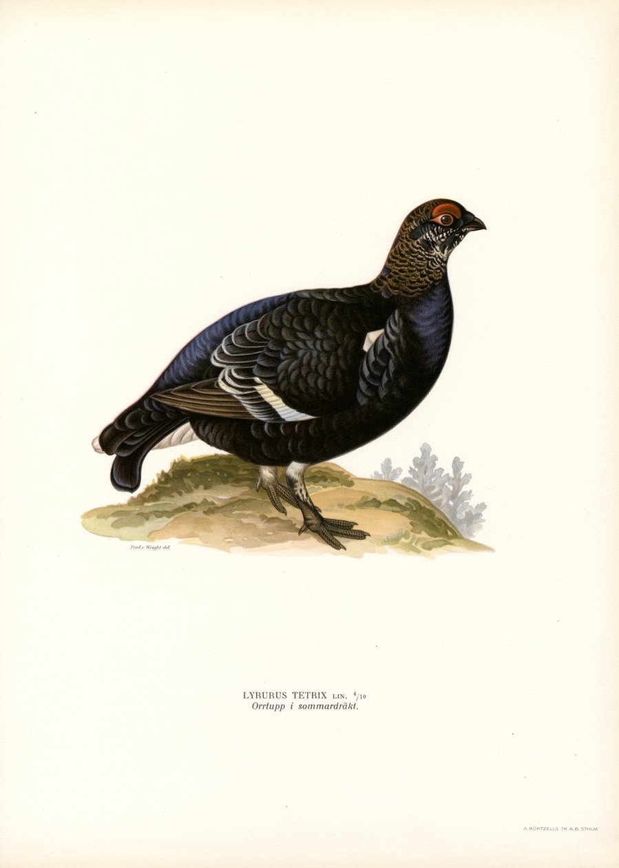Rype (farge litho) av Magnus Ferdinand and Wilhelm von Wright