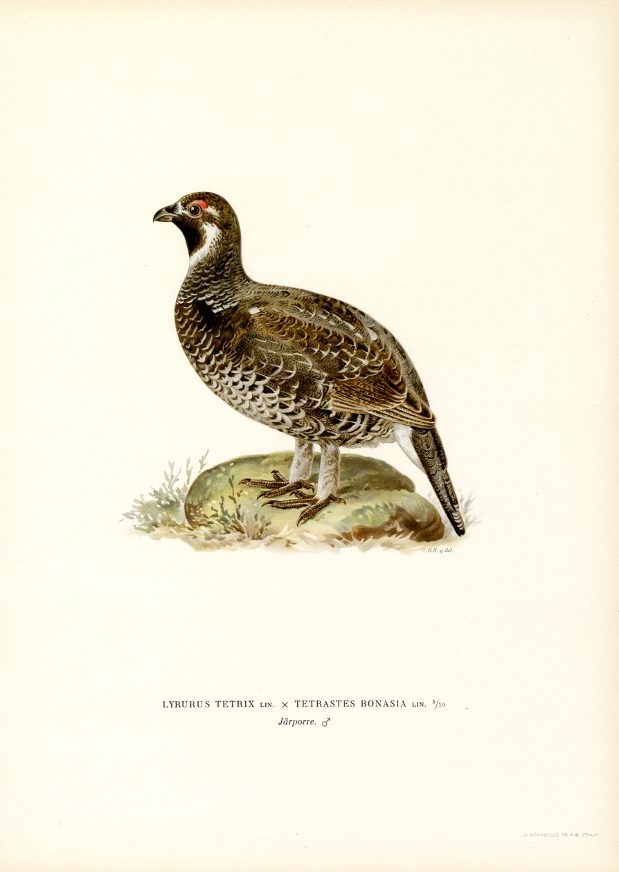 Black Grouse x Hazel Grouse (farge litho) av Magnus Ferdinand and Wilhelm von Wright