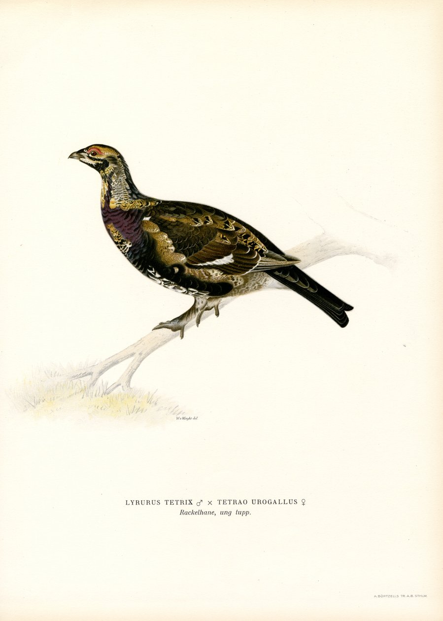 Rype x Western Capercaillie (farge litho) av Magnus Ferdinand and Wilhelm von Wright