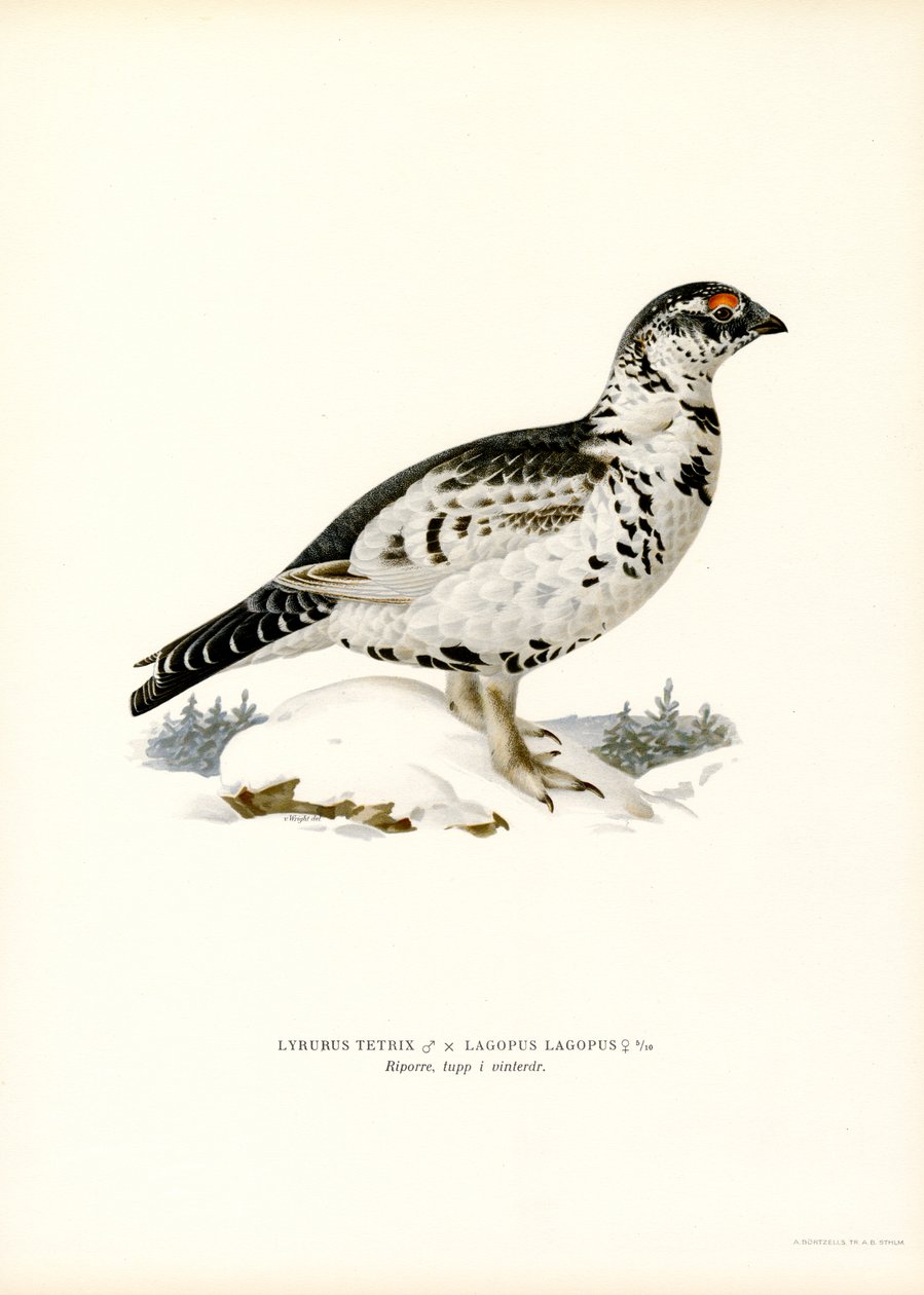 Rype x Willow Ptarmigan (farge litho) av Magnus Ferdinand and Wilhelm von Wright