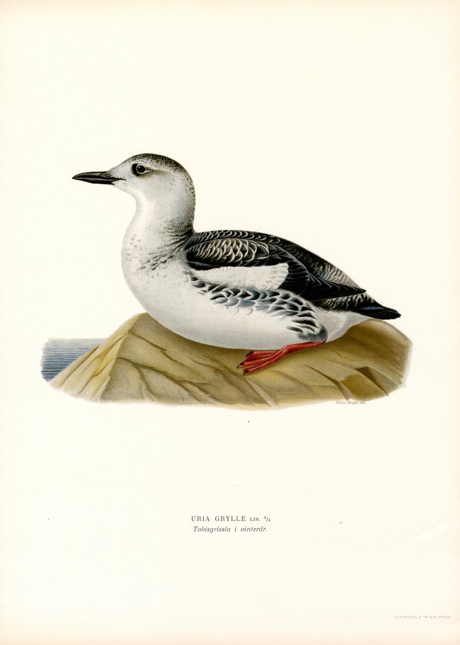 Svart lomvi (farge litho) av Magnus Ferdinand and Wilhelm von Wright