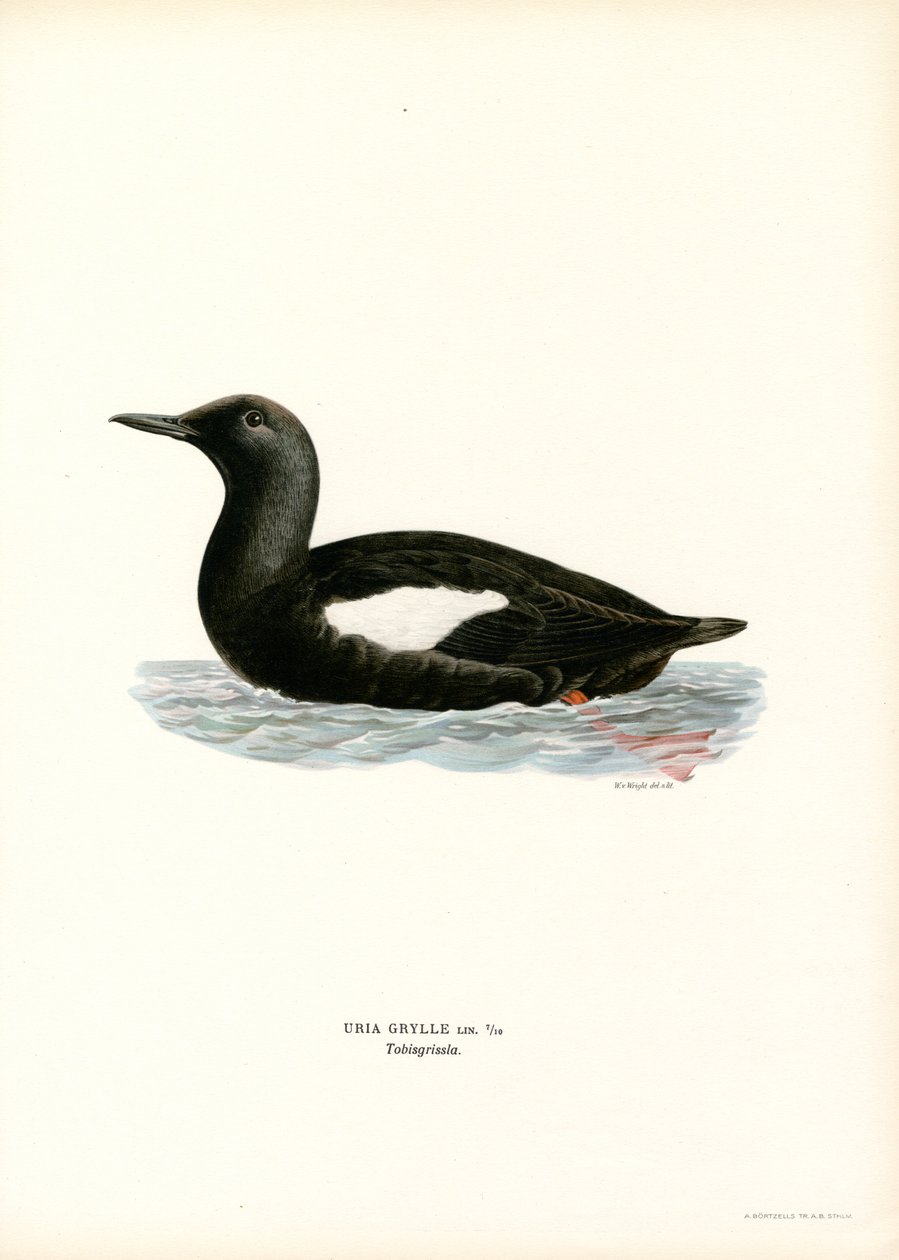 Black Guillemot (colour litho)   1402430   no       norwegian Successfully Translated  Original: Saint Catherine in the Clouds Translat: Saint Catherine in the Clouds 1239537 no norwegian Successfully Translated Original: The Avenue Translat: The Avenue 14 av Magnus Ferdinand and Wilhelm von Wright
