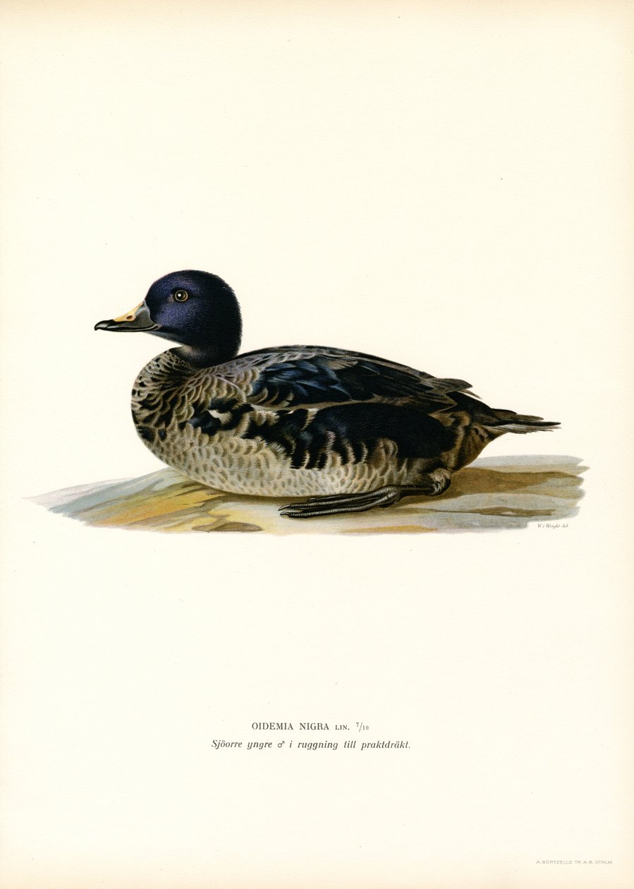 Black Scoter (farge litho) av Magnus Ferdinand and Wilhelm von Wright