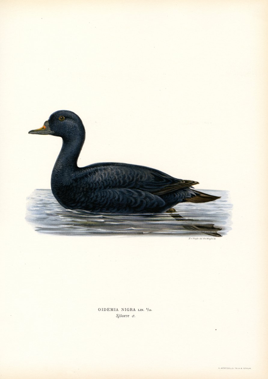 Black Scoter (farge litho) av Magnus Ferdinand and Wilhelm von Wright