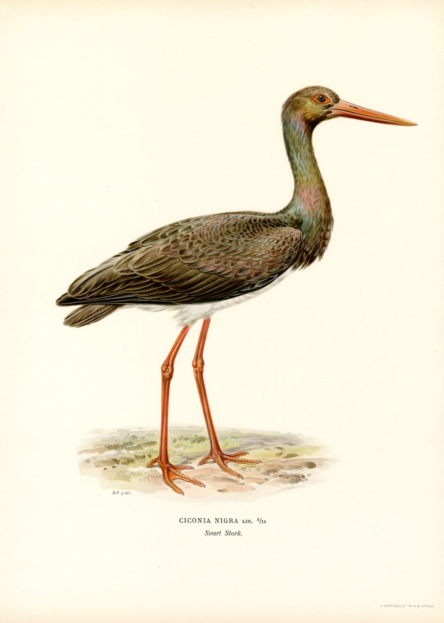 Black Stork (farge litho) av Magnus Ferdinand and Wilhelm von Wright