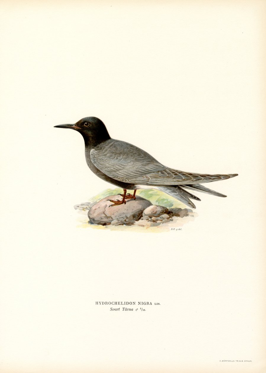 Black Tern (farge litho) av Magnus Ferdinand and Wilhelm von Wright