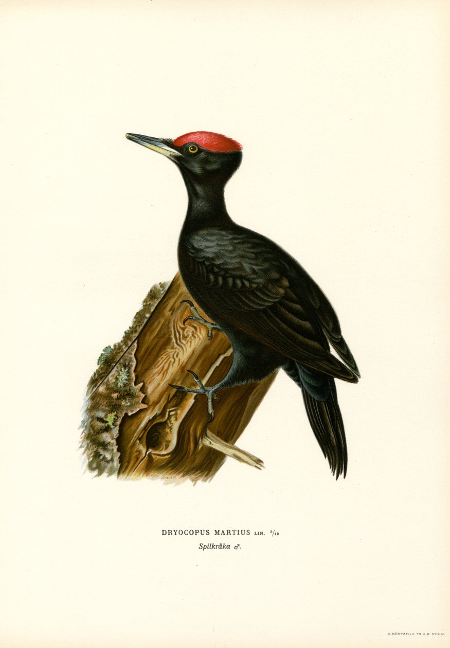 Svart spett (farge litho) av Magnus Ferdinand and Wilhelm von Wright