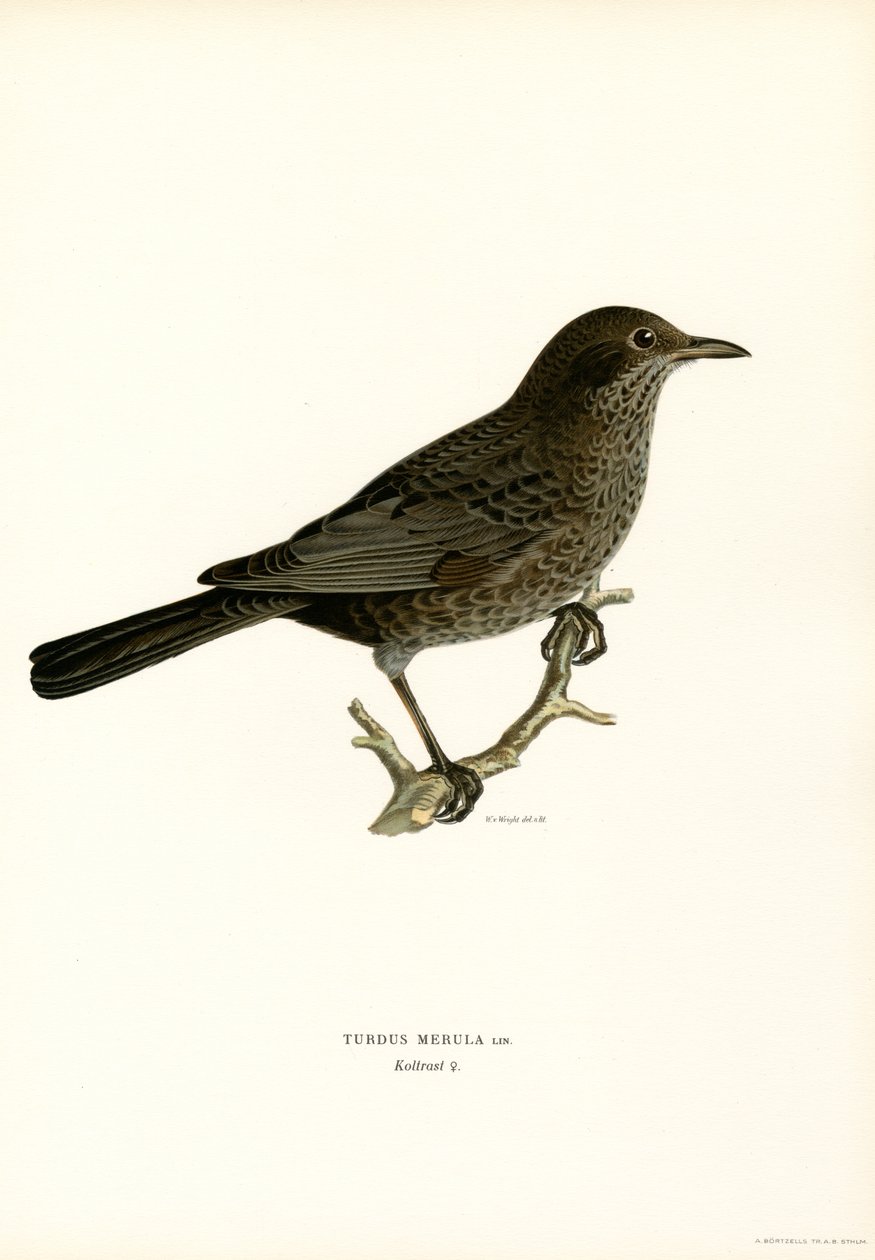 Blackbird (farge litho) av Magnus Ferdinand and Wilhelm von Wright