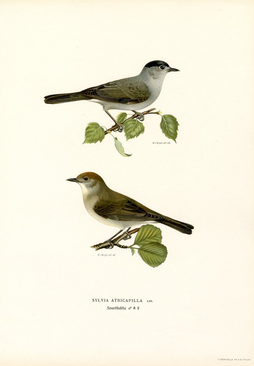 Blackcap (farge litho) av Magnus Ferdinand and Wilhelm von Wright