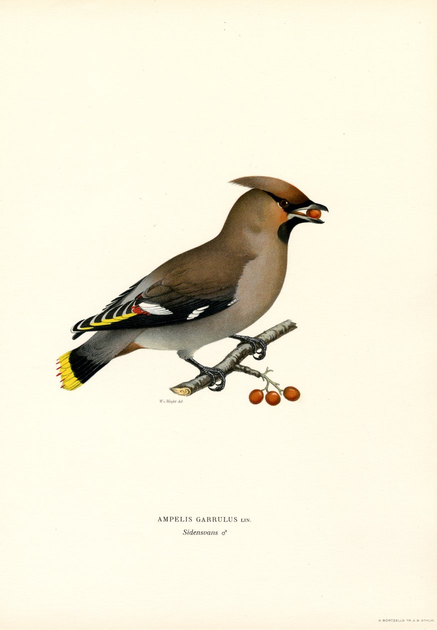 Bohemian Waxwing (fargedeler) av Magnus Ferdinand and Wilhelm von Wright